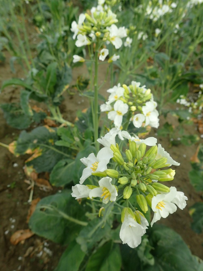 P2024800.JPG - 淡海  洲子灣  芥藍菜花田