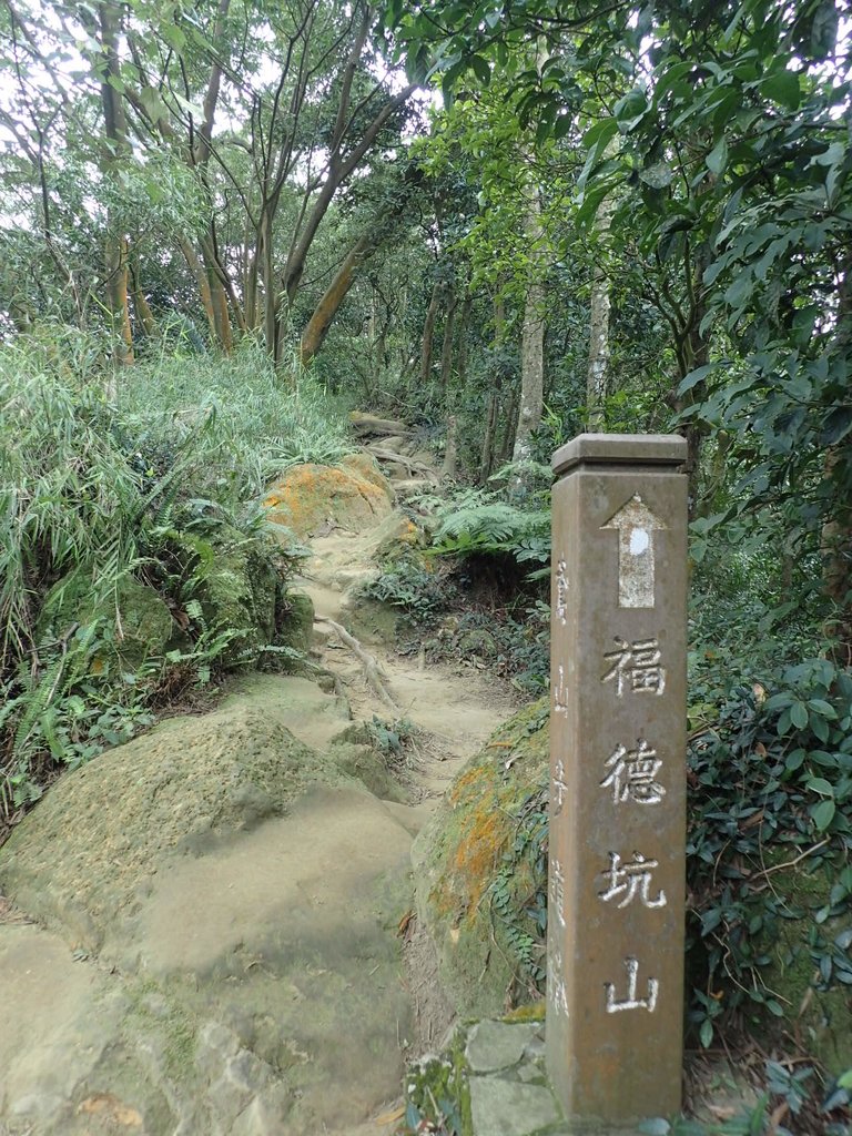 P2168030.JPG - 三峽  鳶山  (福德坑山)