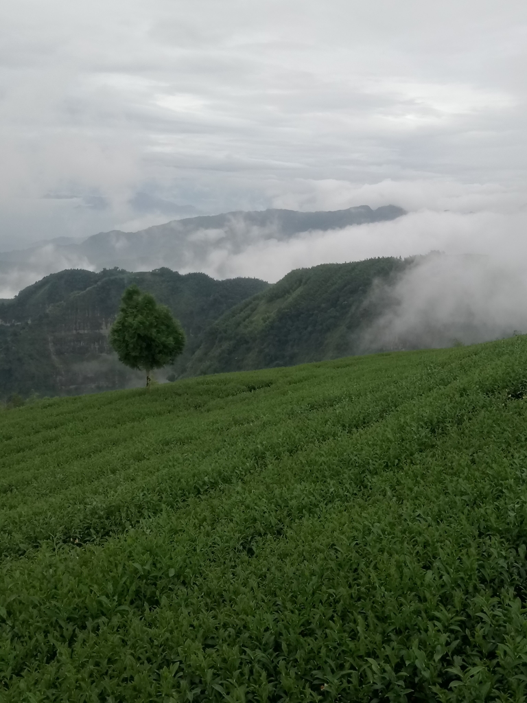 DSC_1355.JPG - 古坑  雲嶺之丘