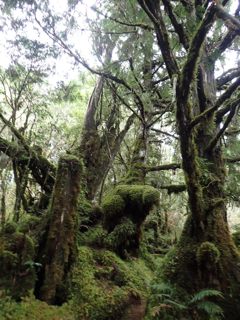 PB265406.JPG - 太平山  翠峰湖環山步道  02