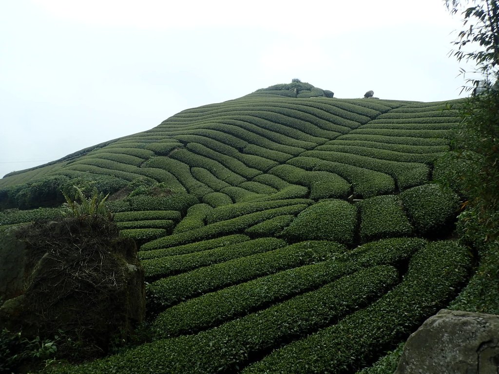 P3257841.JPG - 阿里山  隙頂茶園之美