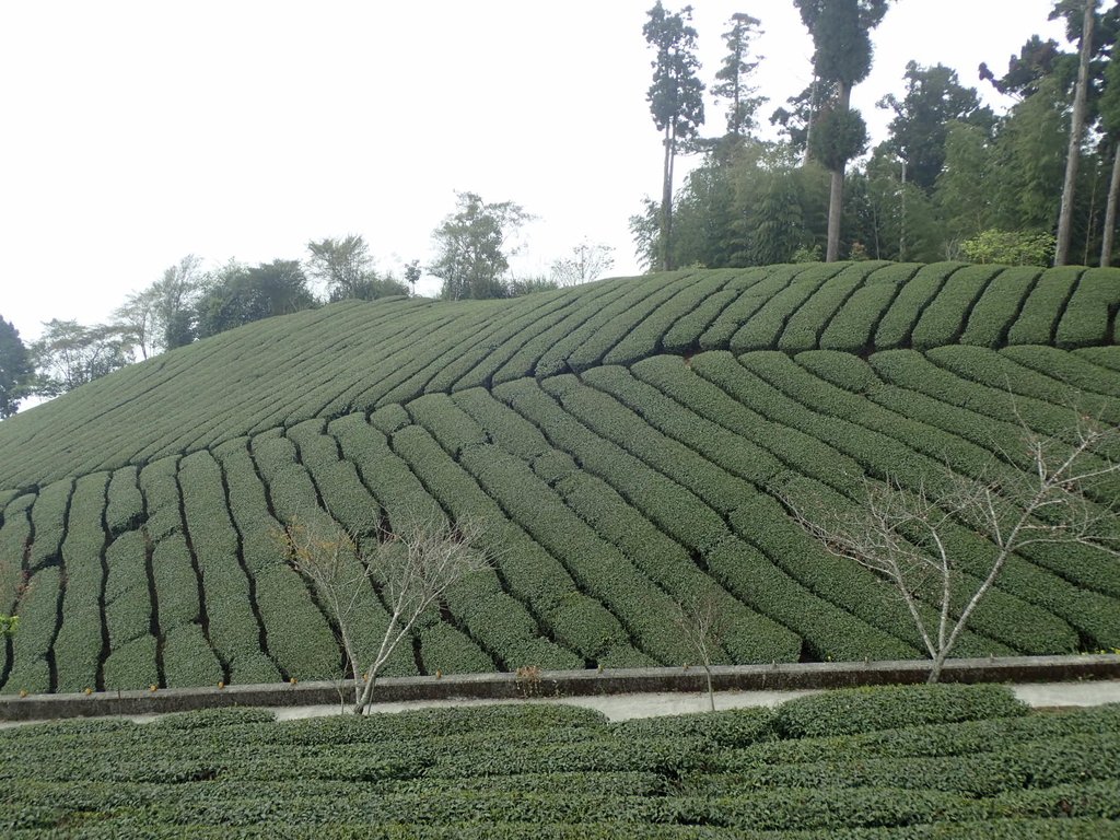 P3257884.JPG - 阿里山  頂石卓茶園之美