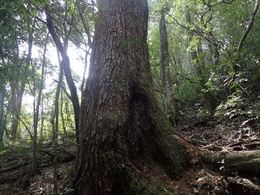 P3167324.JPG - 谷關七雄之  屋我尾山