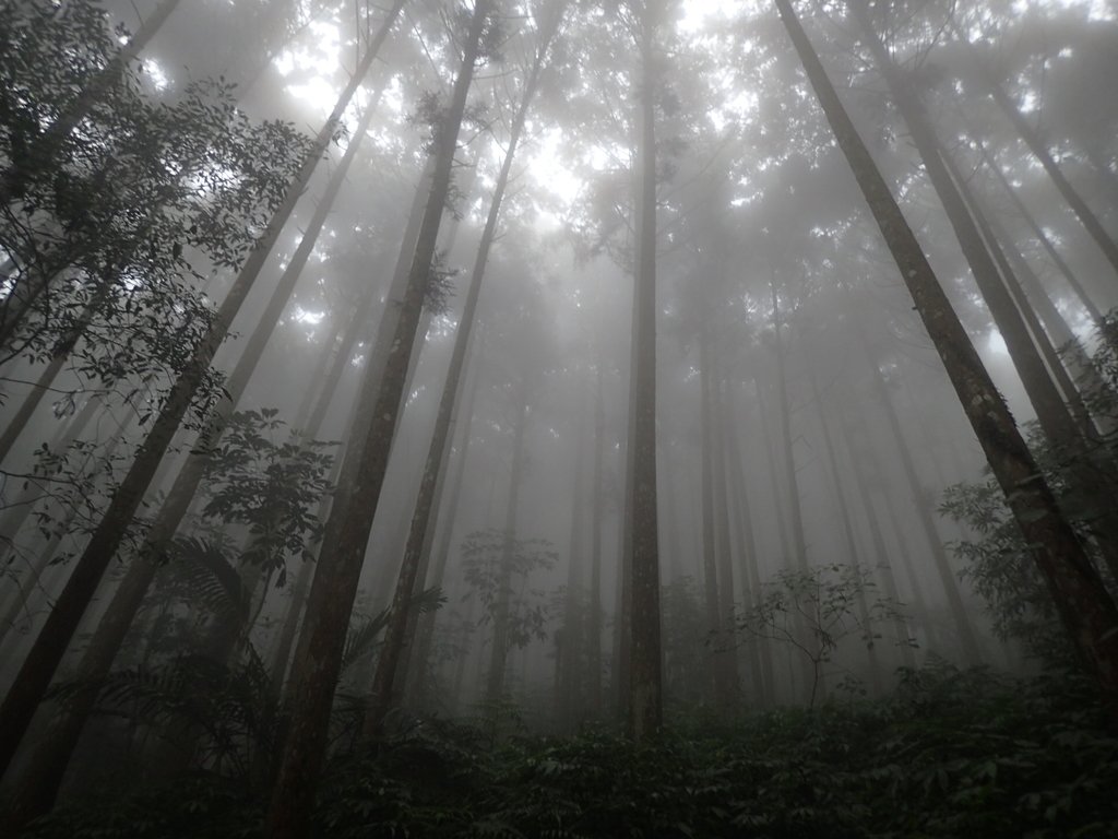 P9250178.JPG - 南庄  向天湖之  迷霧森林