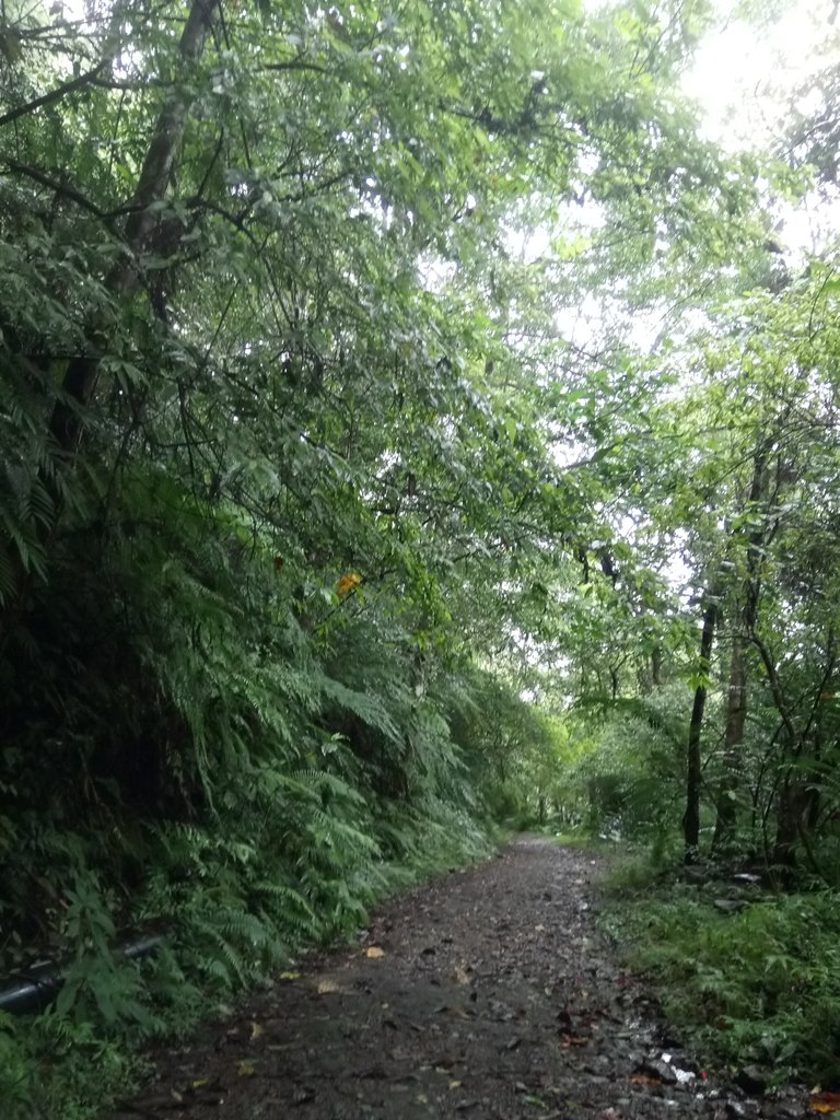 DSC_5099.JPG - 烏來  西坑林道  探幽