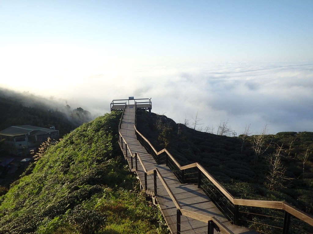 P1076381.JPG - 鹿谷  大崙山觀光茶園  (02)