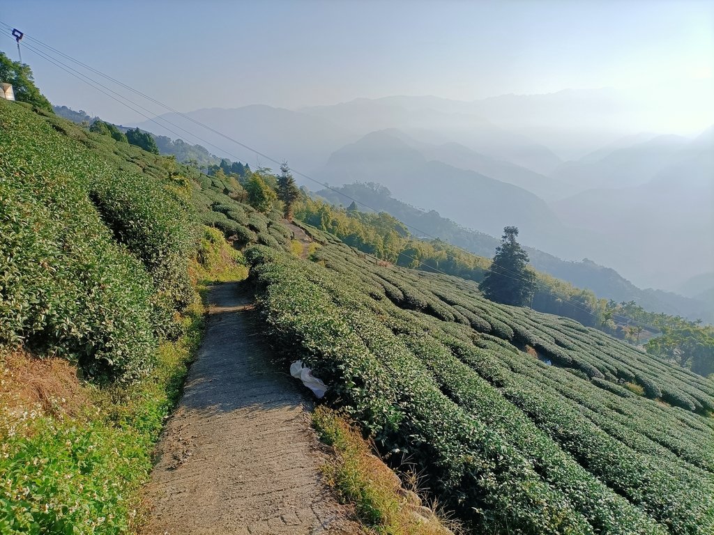 IMG20210130081346.jpg - 梅山  二尖山  龍眼茶園風光