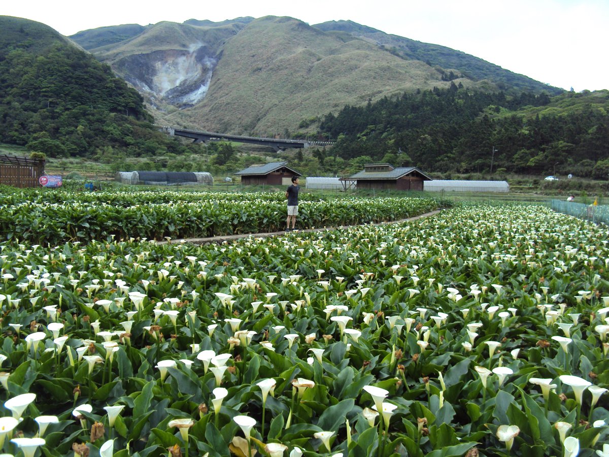 DSC05250.JPG - 竹子湖海芋步道