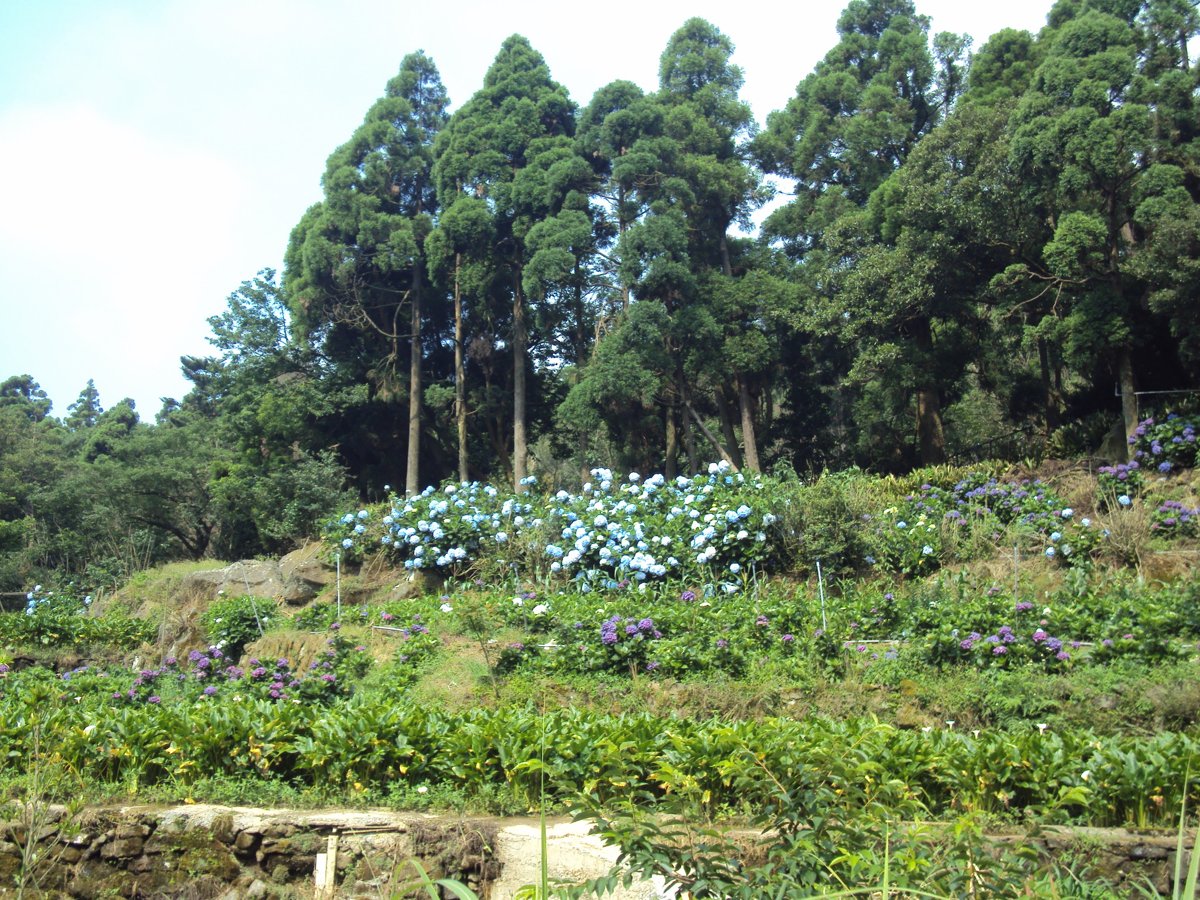 DSC08425.JPG - 水車寮  高家繡球花園