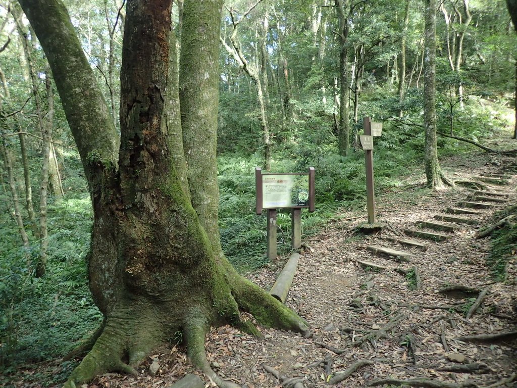 PB257515.JPG - 復興  東眼山森林步道