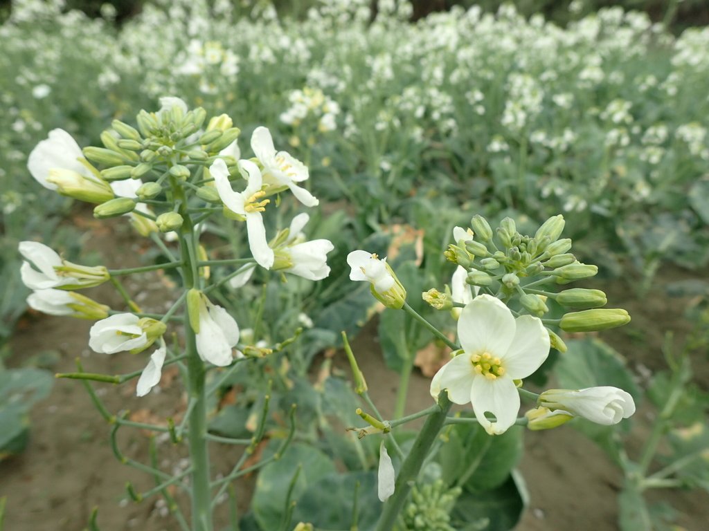 P2024801.JPG - 淡海  洲子灣  芥藍菜花田