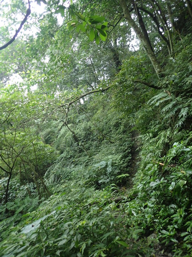 P3039140.JPG - 三峽  白雞山登山步道