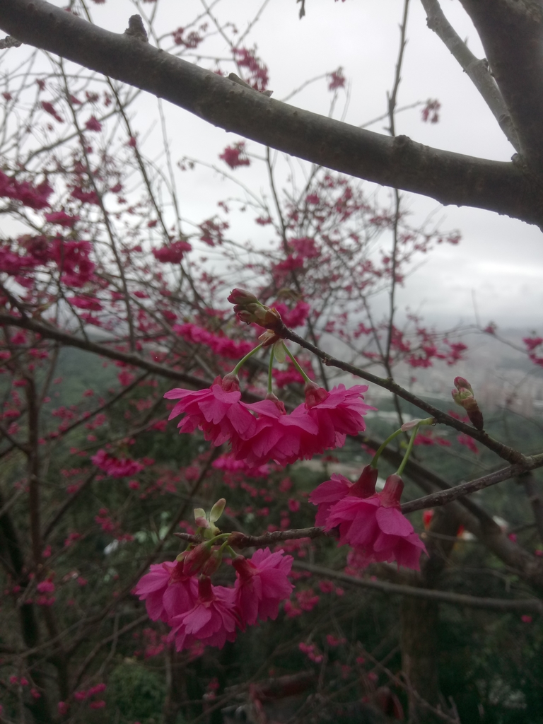 DSC_5270.JPG - 中和  南勢角山  (烘爐地)