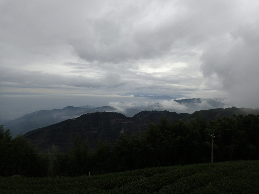 PA231806.JPG - 古坑  雲嶺之丘