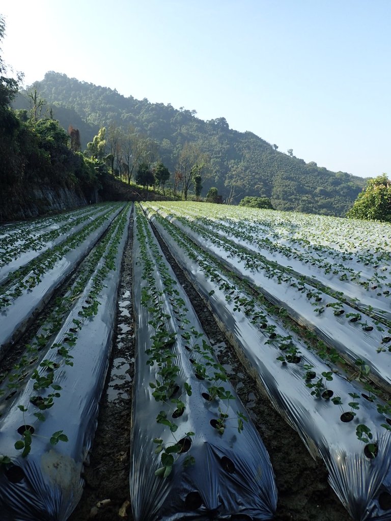 PA064331.JPG - 大湖  馬那邦山  (01)