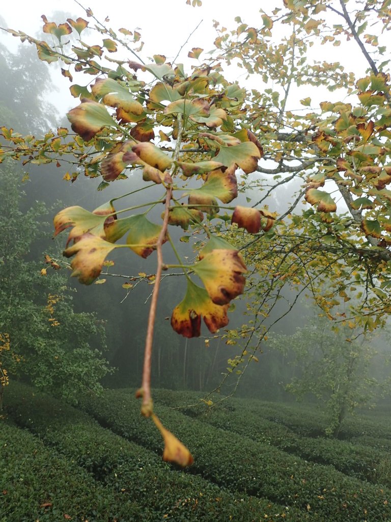 PA171055.JPG - 鹿谷  武岫農圃  銀杏林