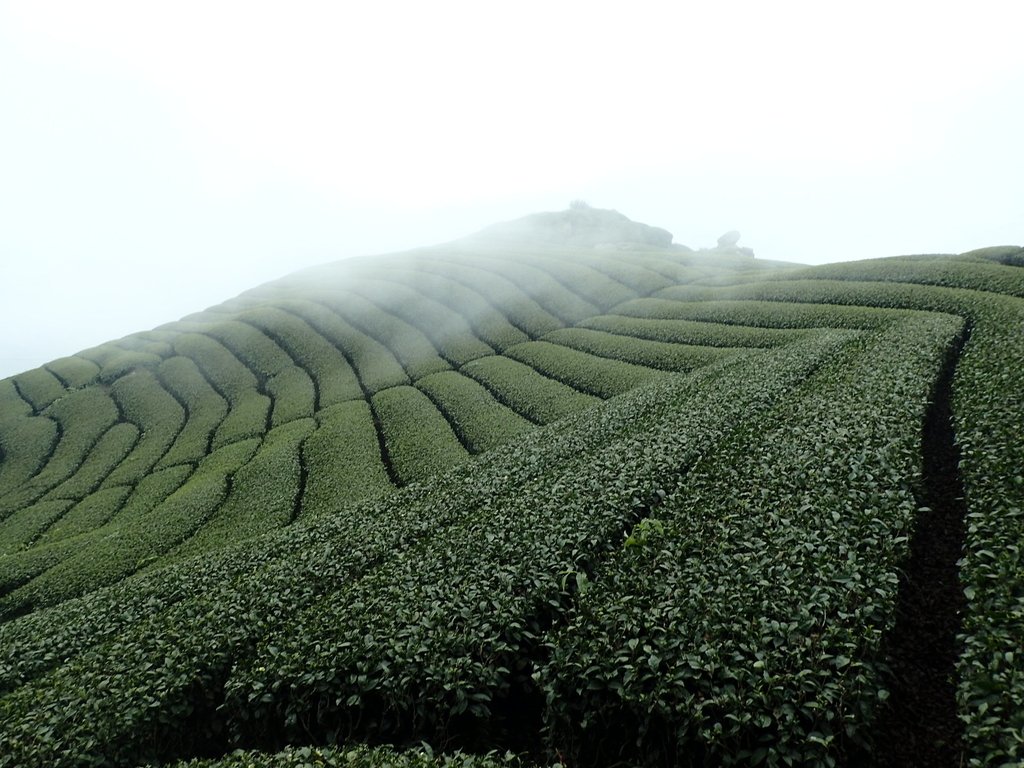 P3257842.JPG - 阿里山  隙頂茶園之美