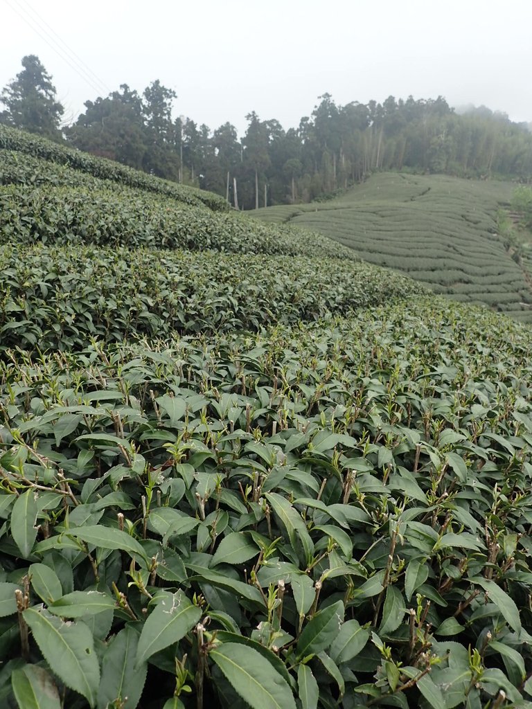 P3257887.JPG - 阿里山  頂石卓茶園之美