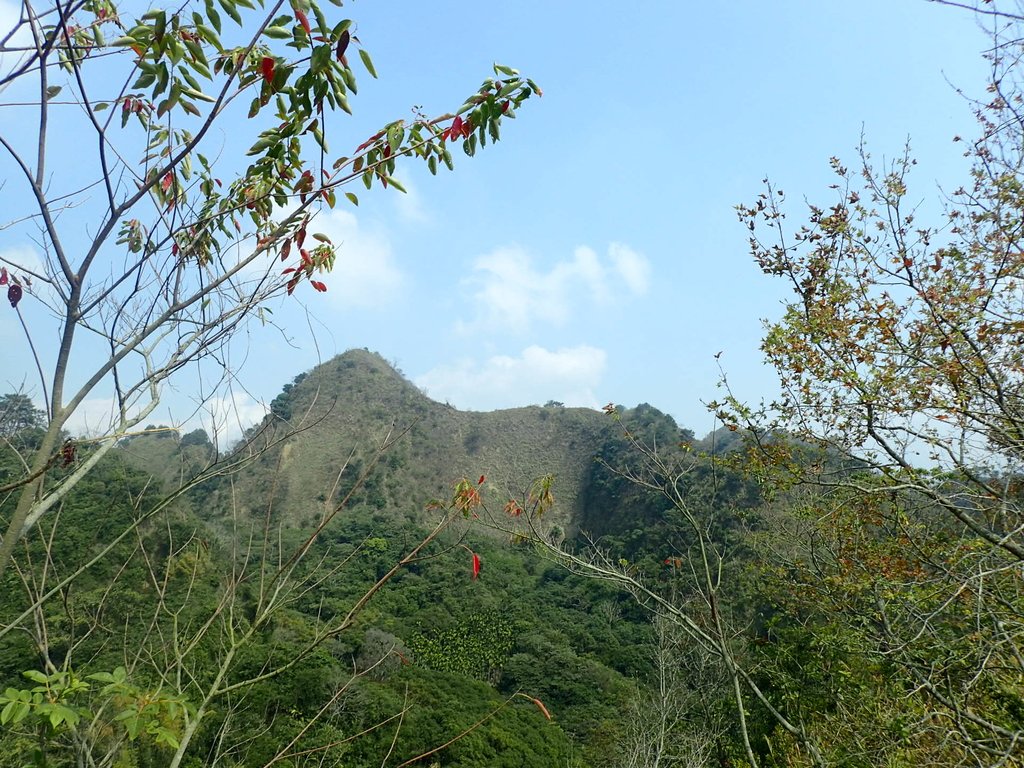 P3016069.JPG - 草屯平林  九九峰森林步道