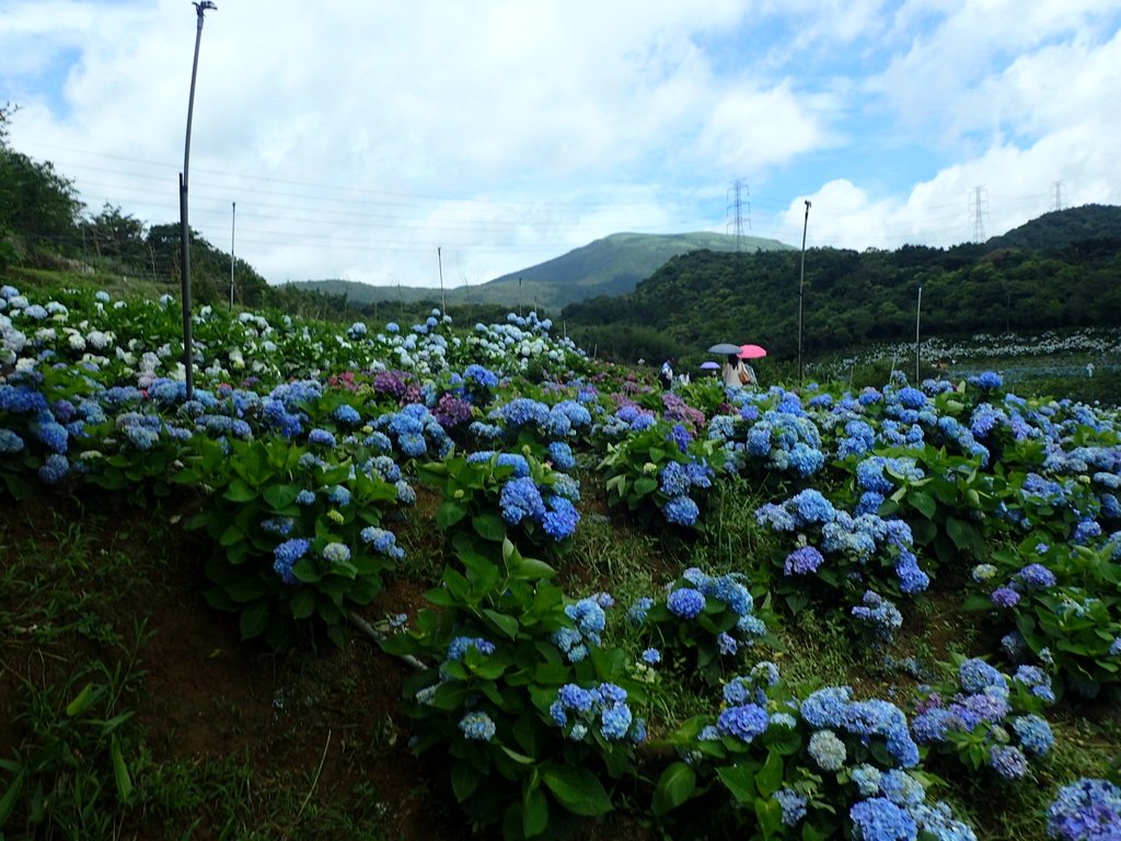 P5303945.JPG - 萬里  高家繡球花田