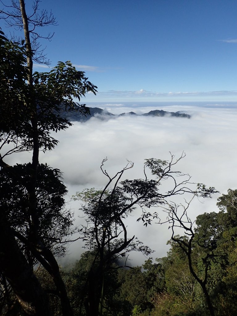 PC055901.JPG - 鹿谷  溪頭  南鳳凰山