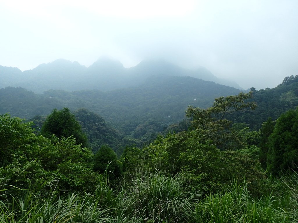 P9108366.JPG - 新竹  五指山登山步道