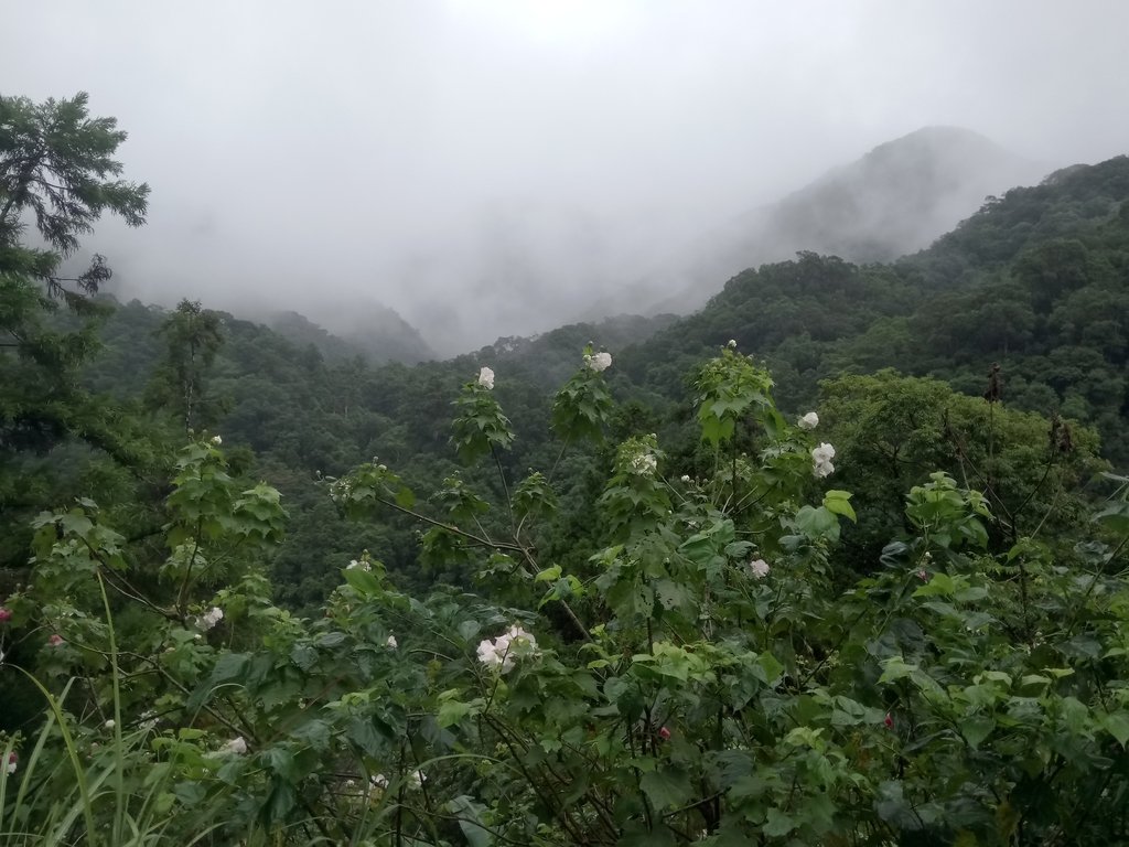 DSC_5104.JPG - 烏來  西坑林道  探幽