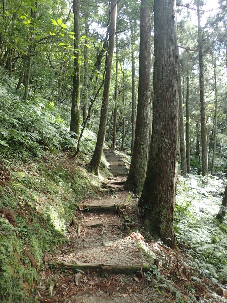 PB257523.JPG - 復興  東眼山森林步道