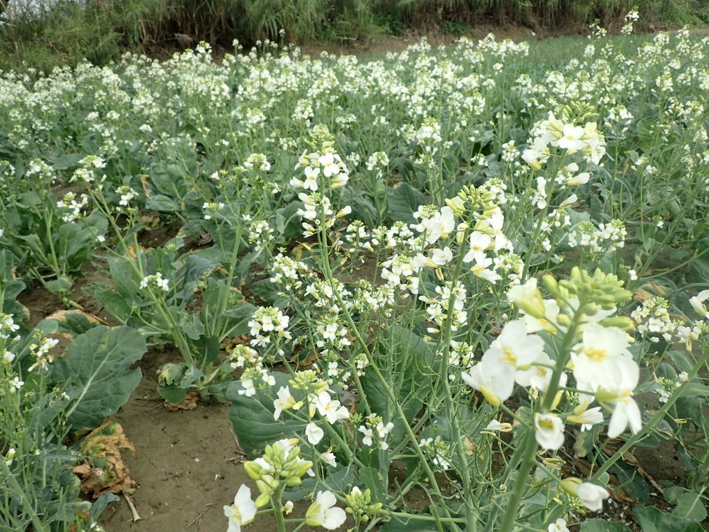 P2024807.JPG - 淡海  洲子灣  芥藍菜花田