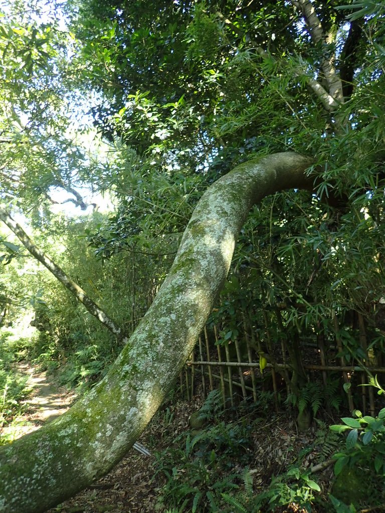 PB247237.JPG - 北投  中正山登山步道 03