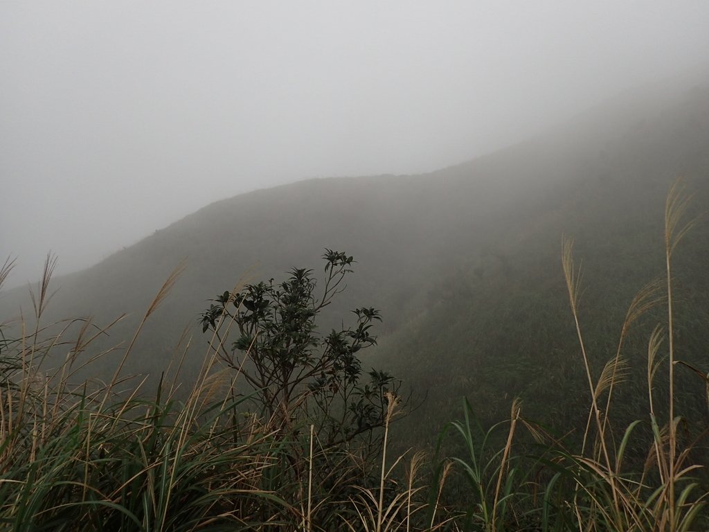 P1203515.JPG - 瑞芳  牡丹山