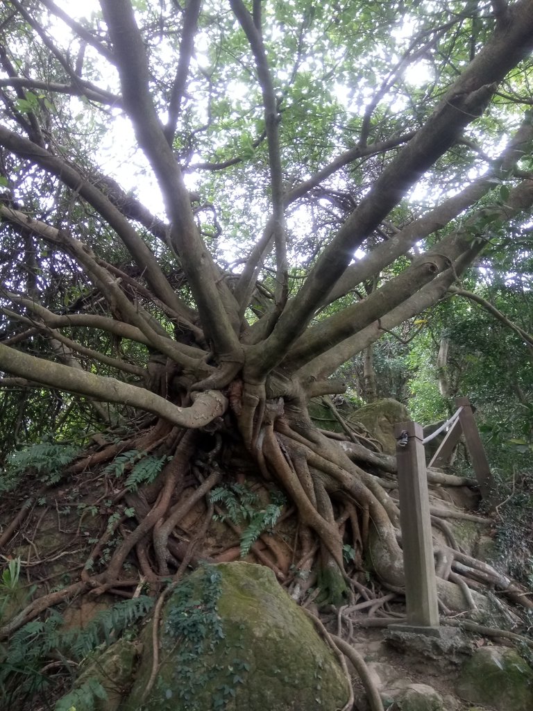 DSC_5133.JPG - 三峽  鳶尾山登山步道