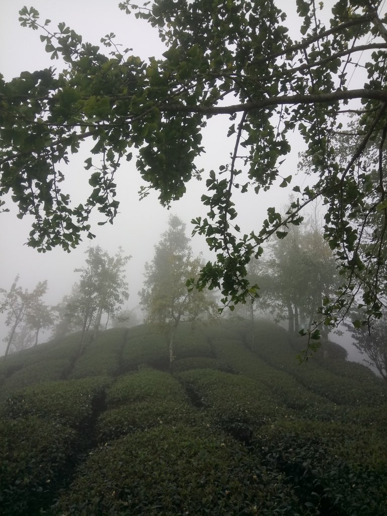 DSC_0465.JPG - 鹿谷  大崙山  霧中茶園之美(01)