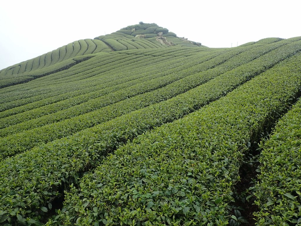 P3257845.JPG - 阿里山  隙頂茶園之美