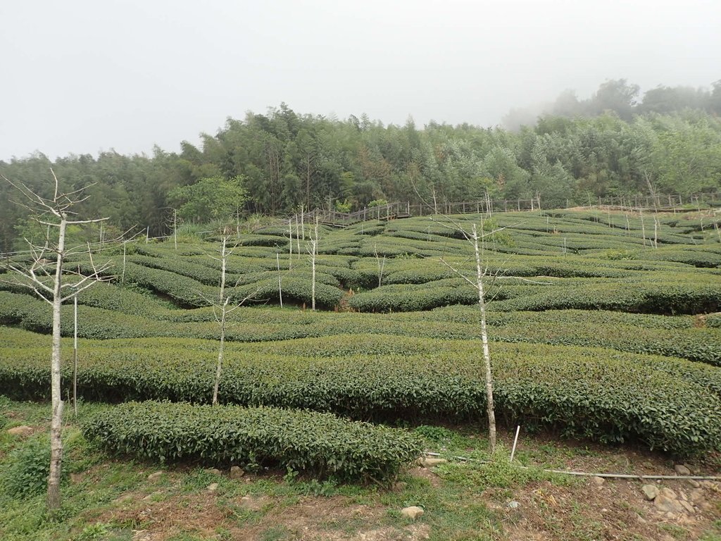 P3257930.JPG - 阿里山  頂石卓茶園之美