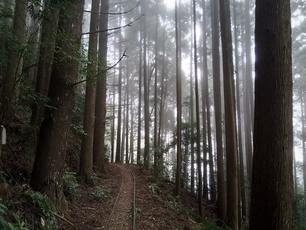 DSC_3768.JPG - 南庄  加里山  森林鐵道