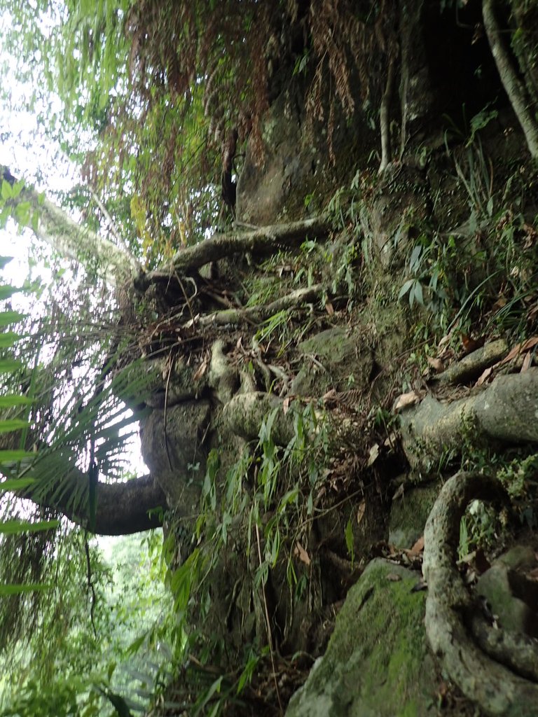 P9108388.JPG - 新竹  五指山登山步道