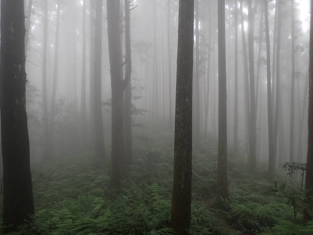 P9250222.JPG - 南庄  向天湖之  迷霧森林