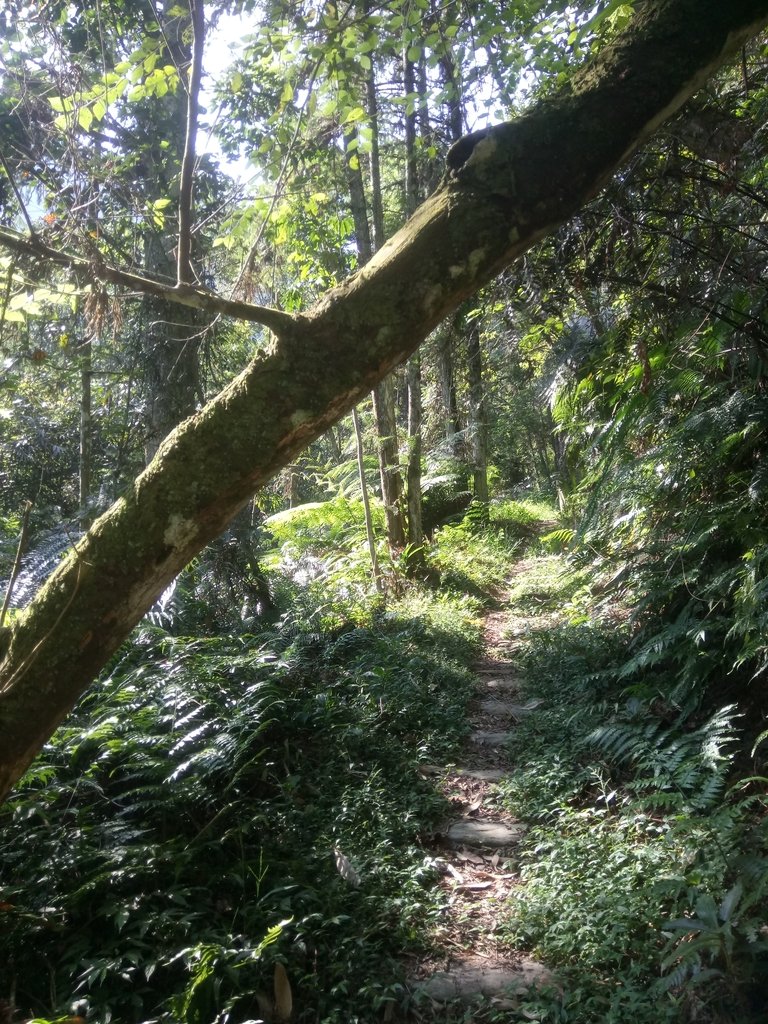 DSC_4009.JPG - 魚池  過坑山登山步道