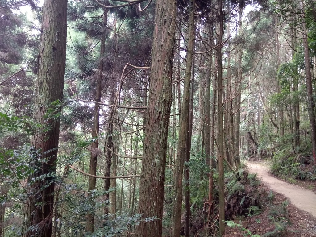 DSC_5293.JPG - 台中  和平  橫嶺山自然步道