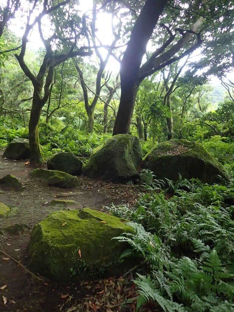 P9238231.JPG - 北投  面天山  向天湖步道