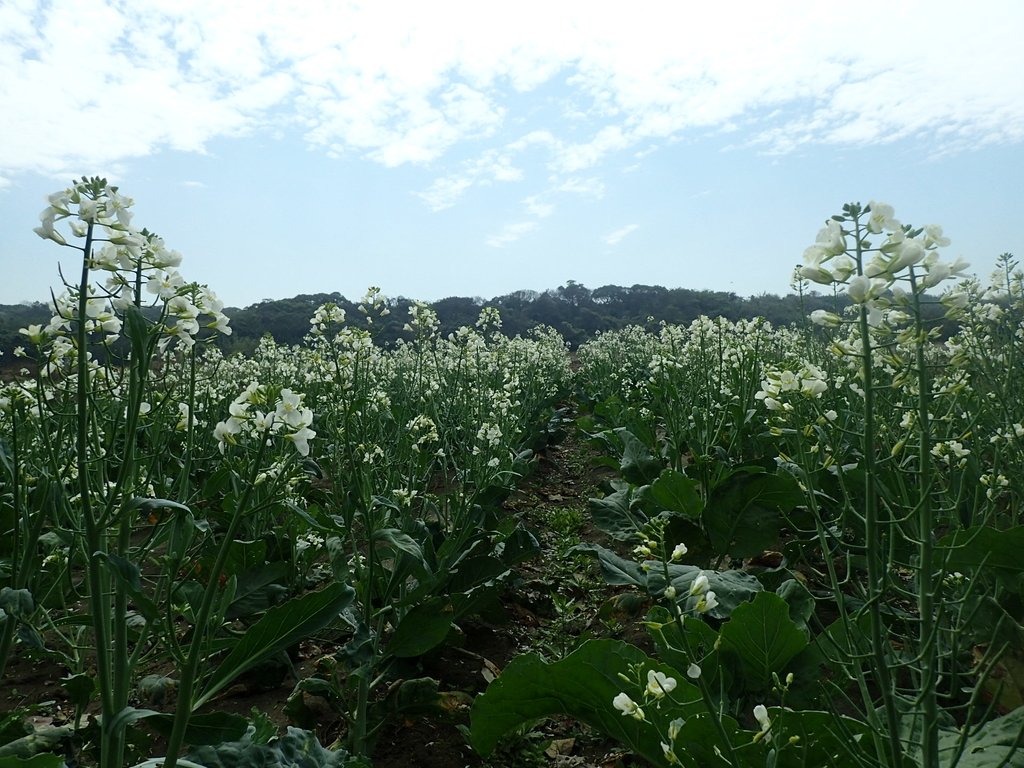 P2024825.JPG - 淡海  洲子灣  芥藍菜花田