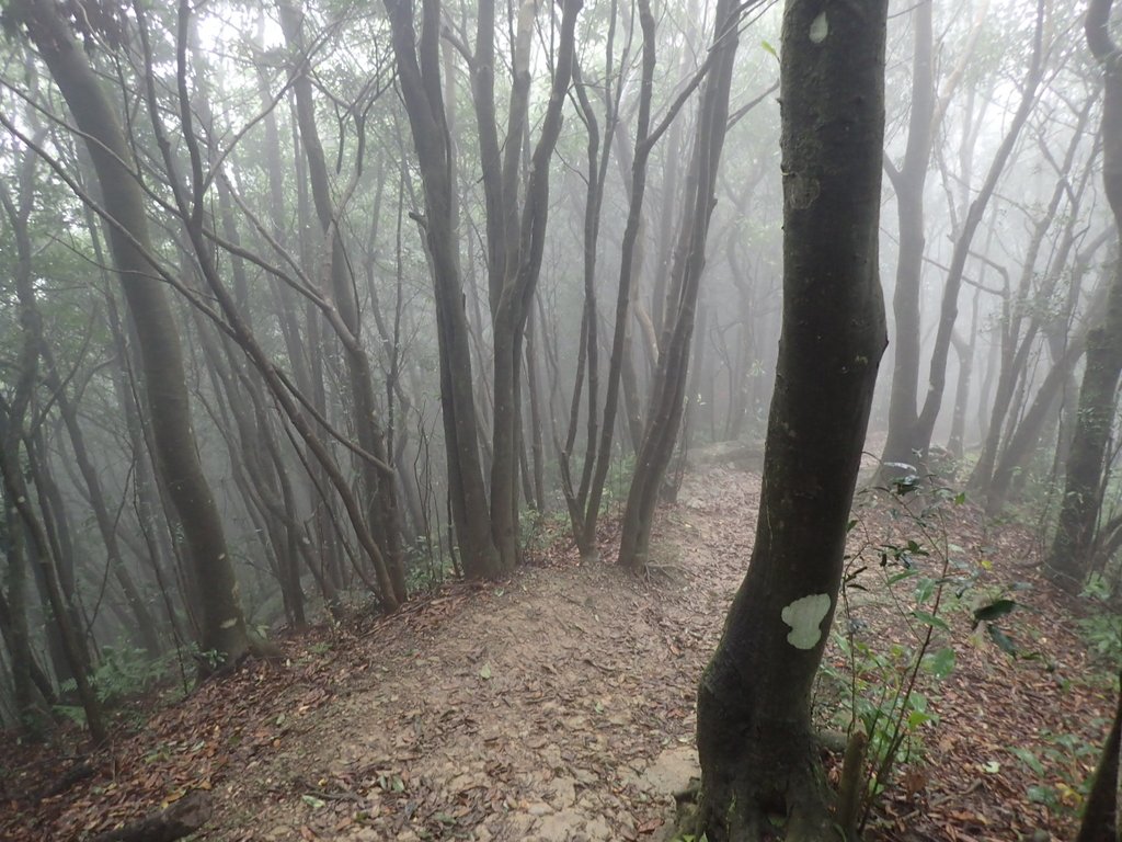 P1132823.JPG - 新店  獅子頭山隘勇線  02