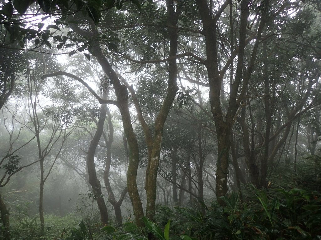 P3039151.JPG - 三峽  白雞山登山步道