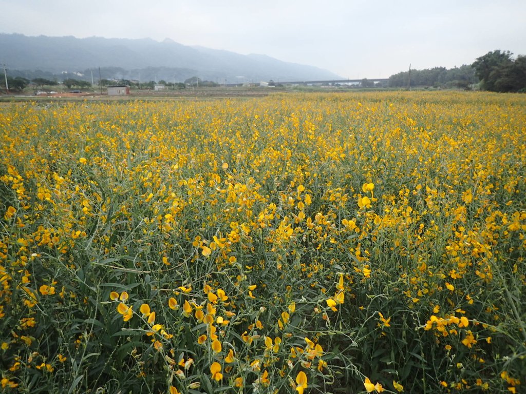 PC010710.JPG - 銅鑼  九湖村  太陽麻花田