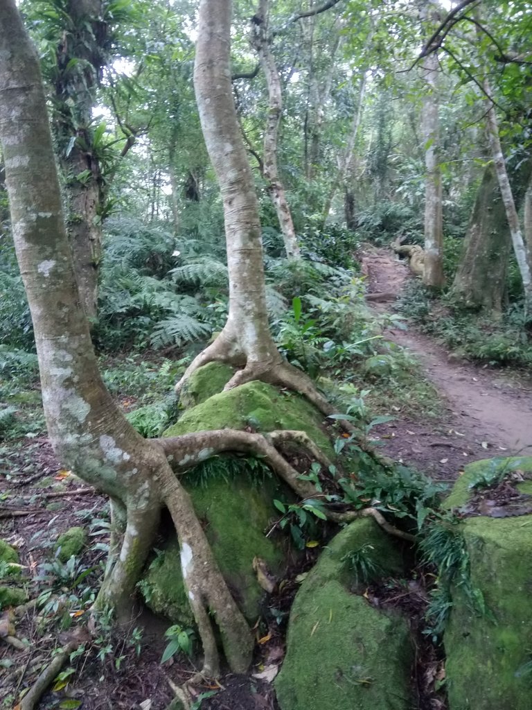 DSC_4868.JPG - 大溪  溪洲山登山步道