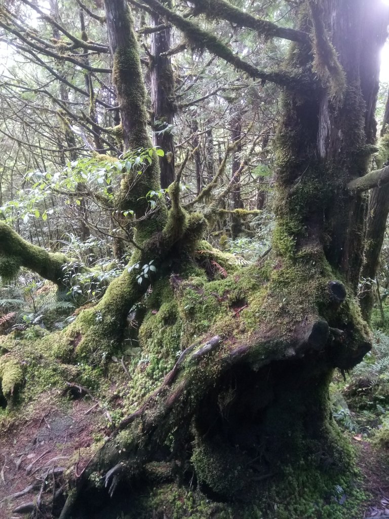 DSC_0058.JPG - 太平山  翠峰湖環山步道  01