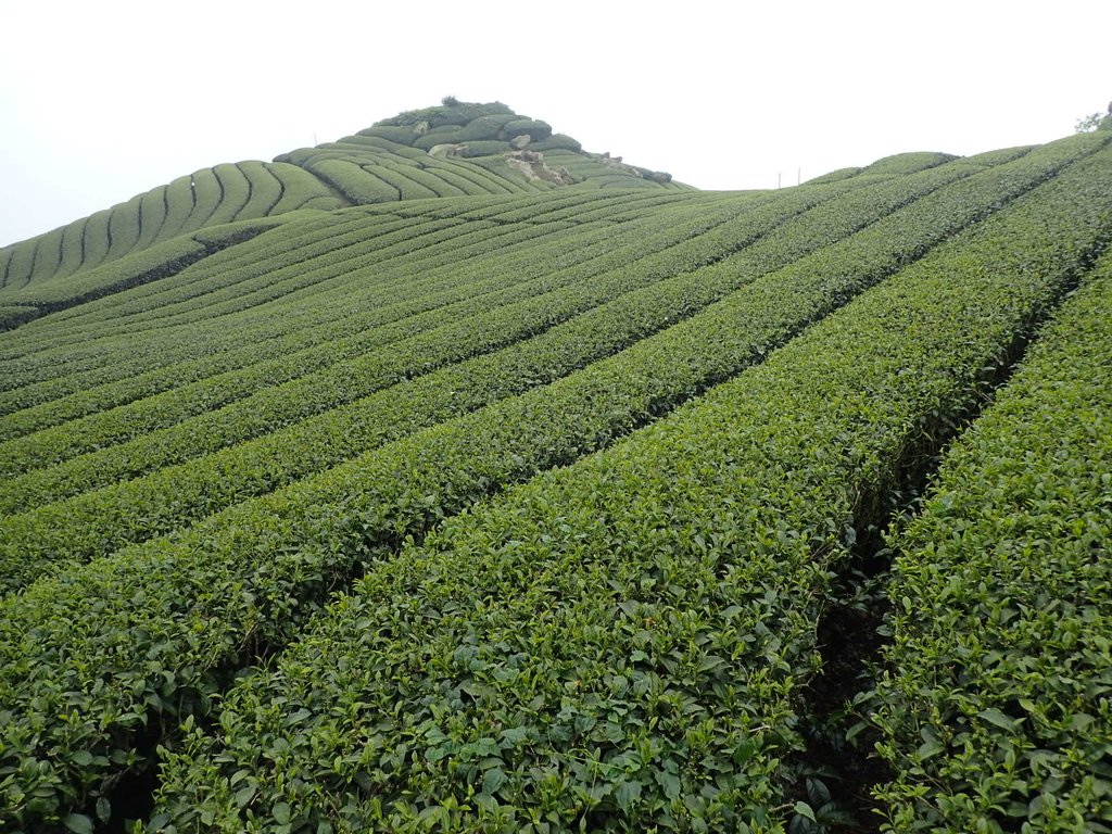 P3257846.JPG - 阿里山  隙頂茶園之美