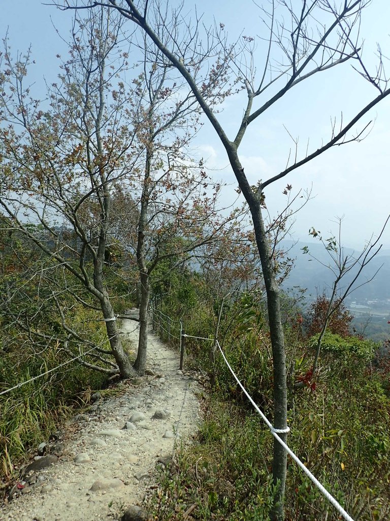 P3016070.JPG - 草屯平林  九九峰森林步道