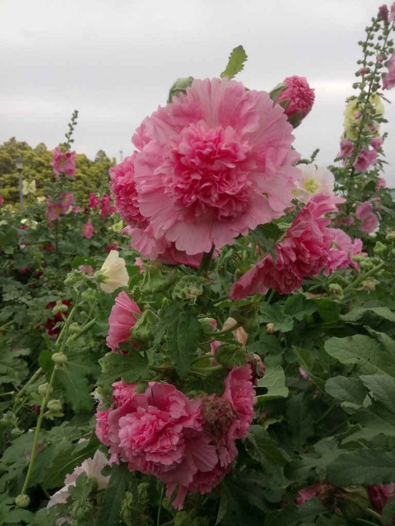 DSC_9223.JPG - 花博公園  蜀葵花季